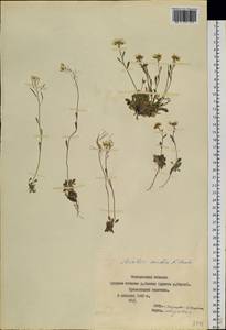 Arabidopsis lyrata subsp. petraea (L.) O'Kane & Al-Shehbaz, Siberia, Yakutia (S5) (Russia)