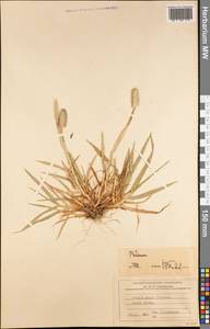 Phleum, America (AMER) (South Georgia and the South Sandwich Islands)