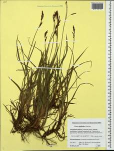 Carex rigidioides (Gorodkov) V.I.Krecz., Siberia, Russian Far East (S6) (Russia)