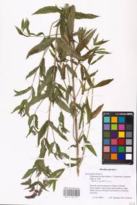 MHA 0 158 431, Mentha spicata L., Eastern Europe, Central region (E4) (Russia)
