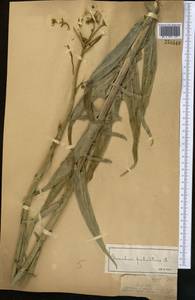 Sonchus palustris L., Middle Asia, Muyunkumy, Balkhash & Betpak-Dala (M9) (Kazakhstan)