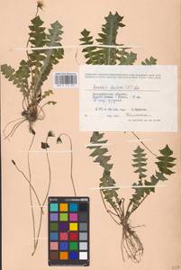 Aposeris foetida (L.) Less., Eastern Europe, West Ukrainian region (E13) (Ukraine)