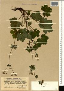 Sanicula europaea L., Caucasus, Abkhazia (K4a) (Abkhazia)