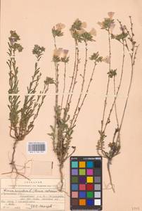 Linum hirsutum L., Eastern Europe, North Ukrainian region (E11) (Ukraine)