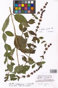 Mentha diemenica Spreng., Eastern Europe, Moscow region (E4a) (Russia)