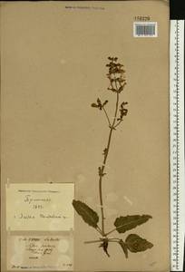 Salvia pratensis L., Eastern Europe, North Ukrainian region (E11) (Ukraine)