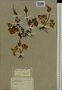 Sceptridium multifidum (S. G. Gmel.) Nishida ex Tagawa, Eastern Europe, Eastern region (E10) (Russia)