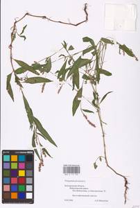 Persicaria maculosa Gray, Eastern Europe, Central forest-and-steppe region (E6) (Russia)