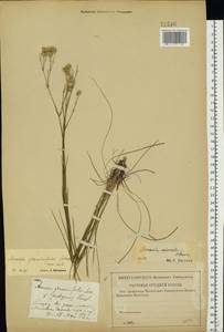 Eremogone saxatilis (L.) Ikonn., Eastern Europe, Central forest-and-steppe region (E6) (Russia)