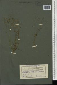 Gypsophila elegans M. Bieb., Caucasus, Azerbaijan (K6) (Azerbaijan)