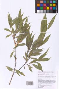 Salix acutifolia Willd., Eastern Europe, Lower Volga region (E9) (Russia)