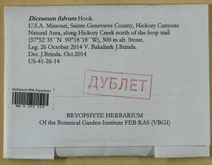 Orthodicranum fulvum (Hook.) G. Roth, Bryophytes, Bryophytes - America (BAm) (United States)