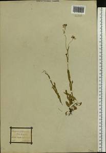 Arabis planisiliqua subsp. nemorensis (Wolf ex Hoffm.) Soják, Eastern Europe, Rostov Oblast (E12a) (Russia)