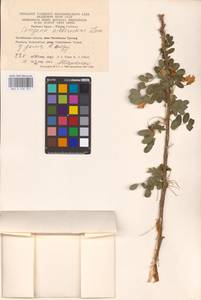 Caragana arborescens Lam., Eastern Europe, Eastern region (E10) (Russia)