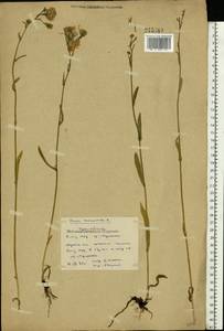 Picris hieracioides L., Eastern Europe, Eastern region (E10) (Russia)