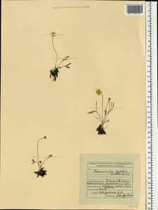 Ranunculus pedatus Waldst. & Kit., Eastern Europe, Middle Volga region (E8) (Russia)