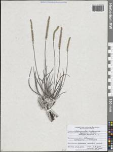 Plantago maritima L., Eastern Europe, Central forest-and-steppe region (E6) (Russia)