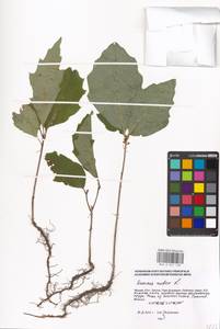 Quercus rubra L., Eastern Europe, Moscow region (E4a) (Russia)