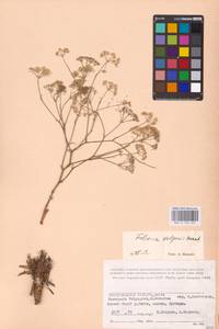 Falcaria vulgaris Bernh., Eastern Europe, Lower Volga region (E9) (Russia)