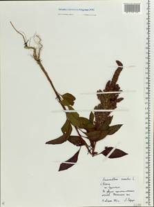 Amaranthus cruentus L., Eastern Europe, Central region (E4) (Russia)