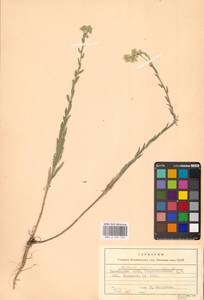 Berteroa incana (L.) DC., Eastern Europe, Eastern region (E10) (Russia)