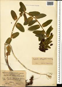Euphorbia oblongifolia (K.Koch) K.Koch, Caucasus, South Ossetia (K4b) (South Ossetia)