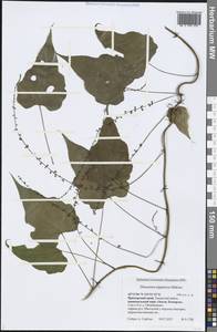 Dioscorea nipponica Makino, Siberia, Russian Far East (S6) (Russia)