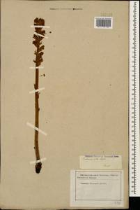 Orobanche alba Steph. ex Willd., Caucasus, Stavropol Krai, Karachay-Cherkessia & Kabardino-Balkaria (K1b) (Russia)