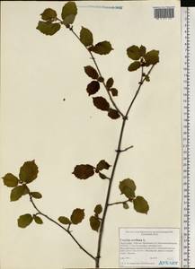 Corylus avellana L., Eastern Europe, Northern region (E1) (Russia)