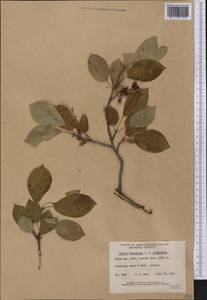 Prunus virginiana L., America (AMER) (Canada)