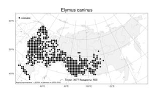 Elymus caninus (L.) L., Atlas of the Russian Flora (FLORUS) (Russia)
