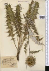 Alfredia nivea Kar. & Kir., Middle Asia, Northern & Central Tian Shan (M4) (Kyrgyzstan)