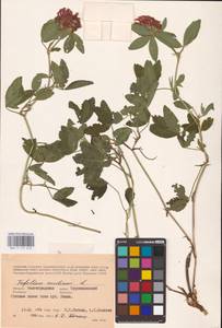 Trifolium medium L., Eastern Europe, Lower Volga region (E9) (Russia)