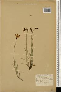 Campanula stevenii M.Bieb., Caucasus, Armenia (K5) (Armenia)