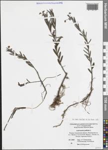 Andromeda polifolia L., Eastern Europe, Western region (E3) (Russia)