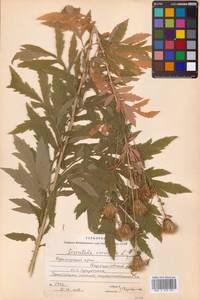 Serratula coronata L., Siberia, Russian Far East (S6) (Russia)