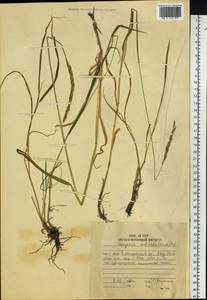 Elymus mutabilis (Drobow) Tzvelev, Siberia, Russian Far East (S6) (Russia)