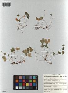 Oxalis acetosella L., Siberia, Altai & Sayany Mountains (S2) (Russia)