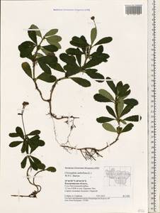 Chimaphila umbellata (L.) W. P. C. Barton, Eastern Europe, Central region (E4) (Russia)