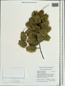 Koelreuteria paniculata Laxm., Crimea (KRYM) (Russia)