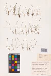 Myosurus minimus L., Eastern Europe, Lower Volga region (E9) (Russia)