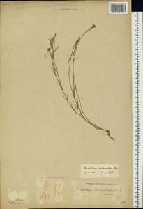 Dianthus carbonatus Klokov, Eastern Europe, West Ukrainian region (E13) (Ukraine)