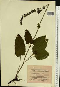 Salvia dumetorum Andrz. ex Besser, Eastern Europe, North Ukrainian region (E11) (Ukraine)