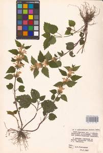 MHA 0 154 408, Lamium galeobdolon subsp. galeobdolon, Eastern Europe, Belarus (E3a) (Belarus)
