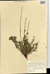 Glaucium squamigerum Kar. & Kir., Mongolia (MONG) (Mongolia)