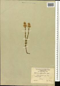 Hypericum linarioides, Caucasus, South Ossetia (K4b) (South Ossetia)