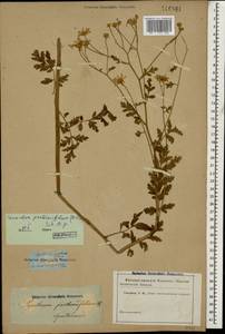 Tanacetum partheniifolium (Willd.) Sch. Bip., Caucasus (no precise locality) (K0)