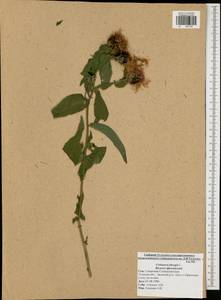 Centaurea phrygia L., Eastern Europe, Central region (E4) (Russia)