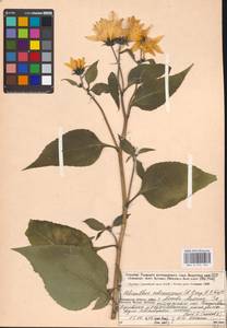 Helianthus tuberosus L., Eastern Europe, Moscow region (E4a) (Russia)