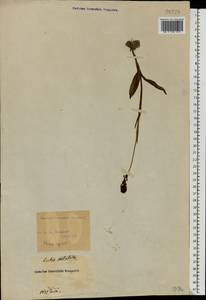 Neotinea ustulata (L.) R.M.Bateman, Pridgeon & M.W.Chase, Eastern Europe, North Ukrainian region (E11) (Ukraine)